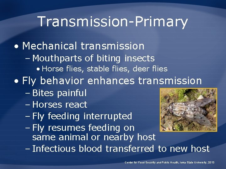 Transmission-Primary • Mechanical transmission – Mouthparts of biting insects • Horse flies, stable flies,