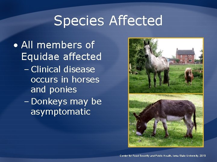 Species Affected • All members of Equidae affected – Clinical disease occurs in horses