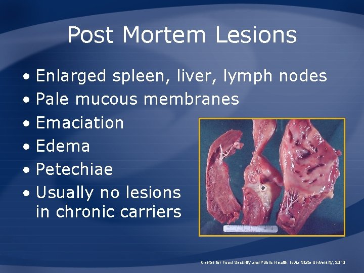 Post Mortem Lesions • Enlarged spleen, liver, lymph nodes • Pale mucous membranes •