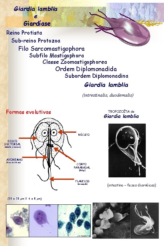 Giardia lamblia e Giardíase Reino Protista Sub-reino Protozoa Filo Sarcomastigophora Subfilo Mastigophora Classe Zoomastigophorea