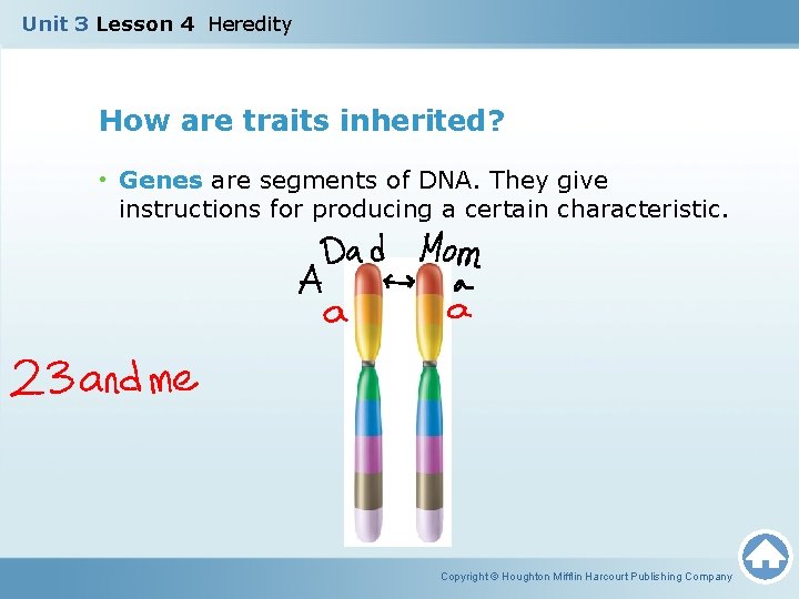 Unit 3 Lesson 4 Heredity How are traits inherited? • Genes are segments of