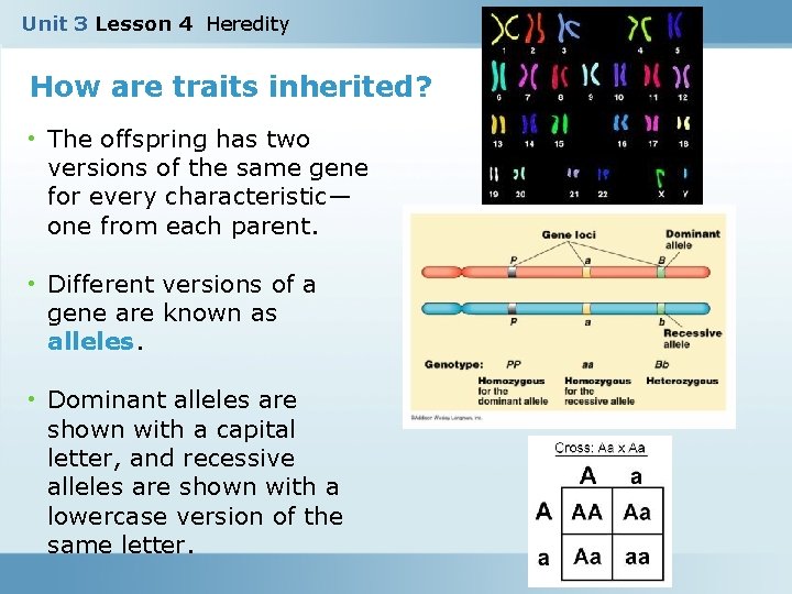 Unit 3 Lesson 4 Heredity How are traits inherited? • The offspring has two