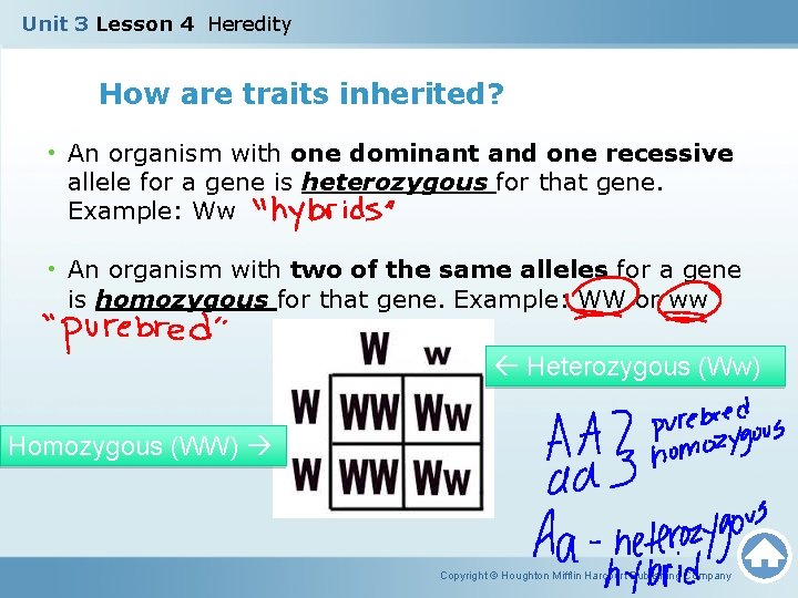 Unit 3 Lesson 4 Heredity How are traits inherited? • An organism with one