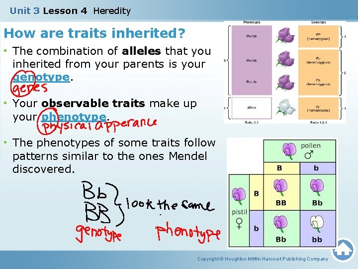 Unit 3 Lesson 4 Heredity How are traits inherited? • The combination of alleles