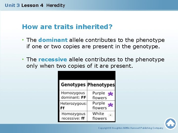 Unit 3 Lesson 4 Heredity How are traits inherited? • The dominant allele contributes