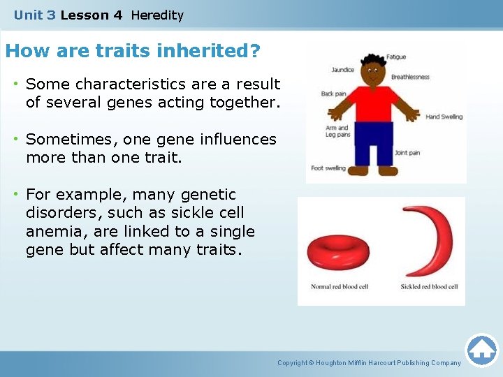 Unit 3 Lesson 4 Heredity How are traits inherited? • Some characteristics are a