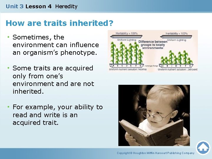 Unit 3 Lesson 4 Heredity How are traits inherited? • Sometimes, the environment can