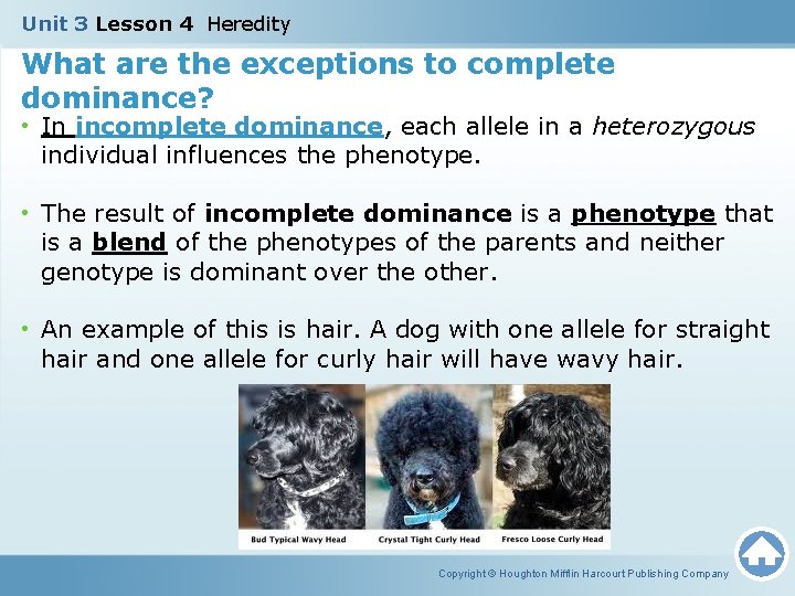 Unit 3 Lesson 4 Heredity What are the exceptions to complete dominance? • In