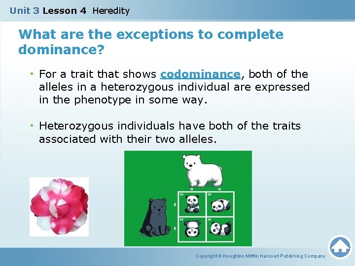 Unit 3 Lesson 4 Heredity What are the exceptions to complete dominance? • For