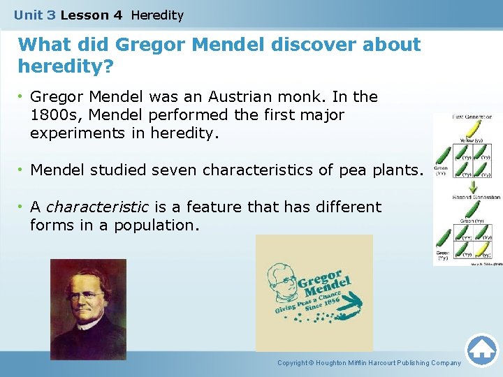 Unit 3 Lesson 4 Heredity What did Gregor Mendel discover about heredity? • Gregor