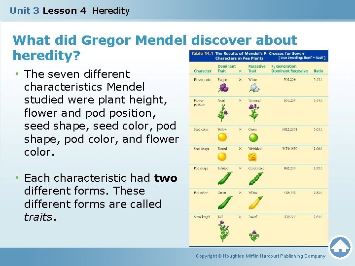 Unit 3 Lesson 4 Heredity What did Gregor Mendel discover about heredity? • The