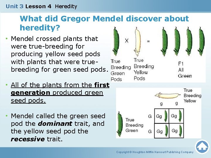 Unit 3 Lesson 4 Heredity What did Gregor Mendel discover about heredity? • Mendel