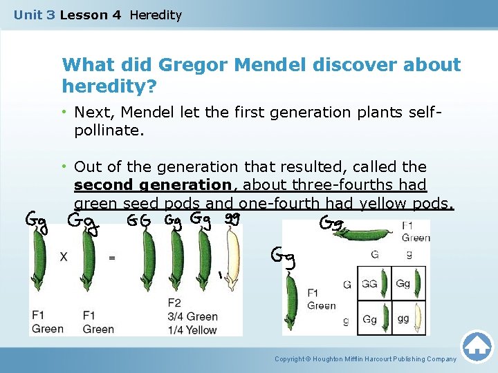 Unit 3 Lesson 4 Heredity What did Gregor Mendel discover about heredity? • Next,