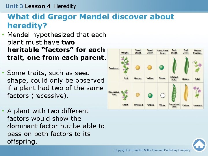 Unit 3 Lesson 4 Heredity What did Gregor Mendel discover about heredity? • Mendel