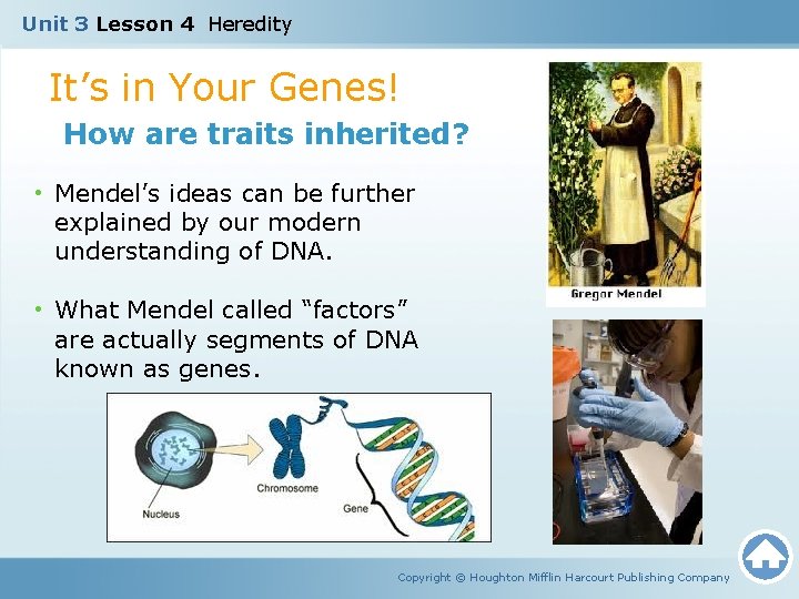 Unit 3 Lesson 4 Heredity It’s in Your Genes! How are traits inherited? •