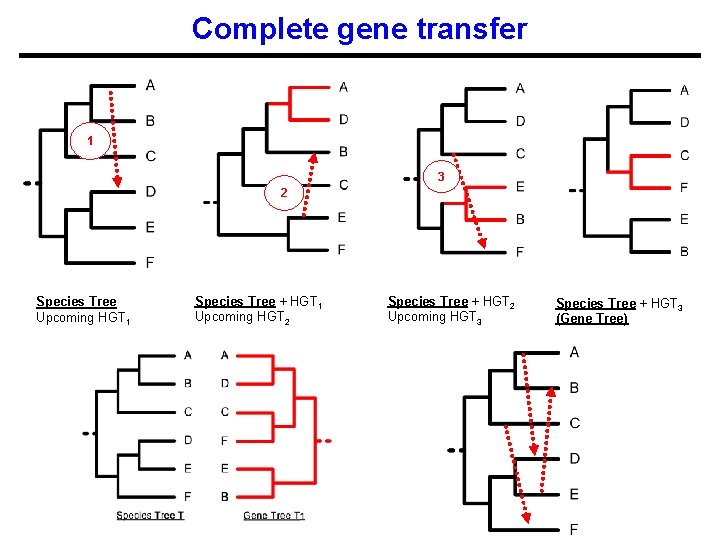 Complete gene transfer 1 3 2 Species Tree Upcoming HGT 1 Species Tree +