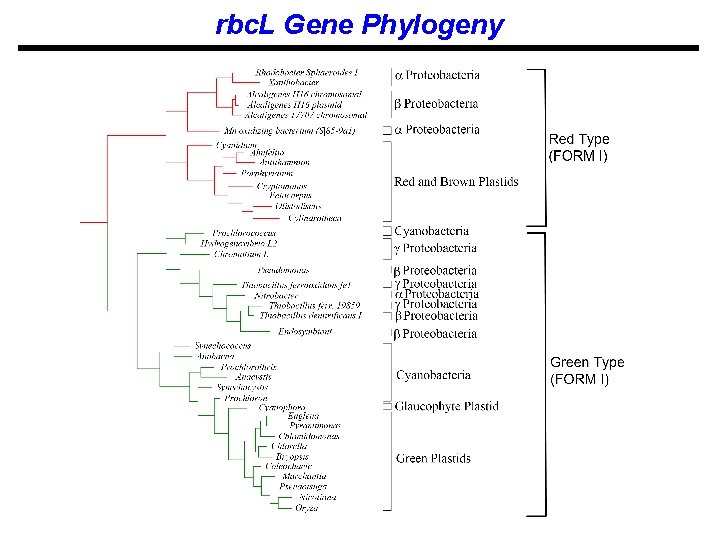 rbc. L Gene Phylogeny 