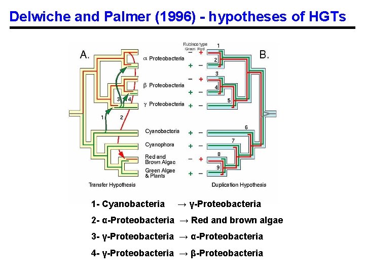 Delwiche and Palmer (1996) - hypotheses of HGTs 1 - Cyanobacteria → γ-Proteobacteria 2