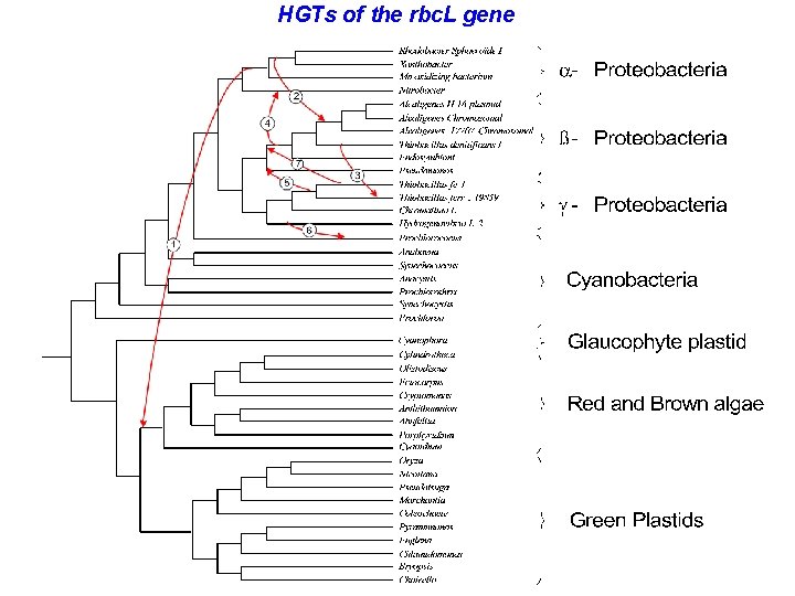 HGTs of the rbc. L gene 