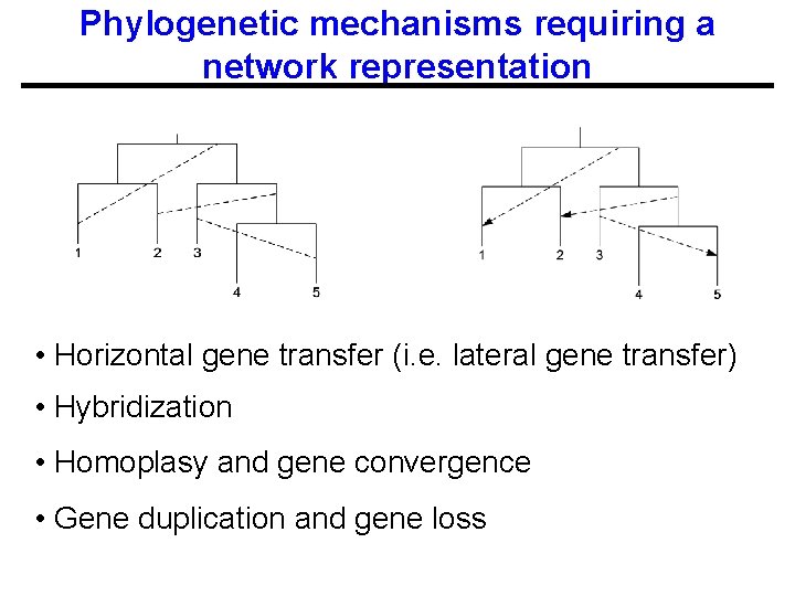 Phylogenetic mechanisms requiring a network representation • Horizontal gene transfer (i. e. lateral gene