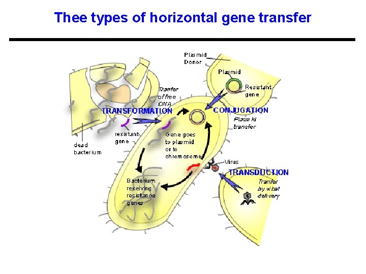 Thee types of horizontal gene transfer 