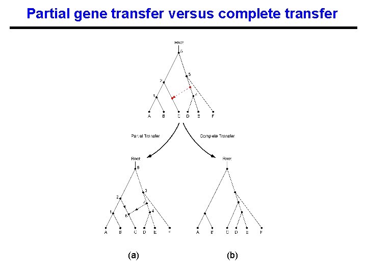 Partial gene transfer versus complete transfer (a) (b) 