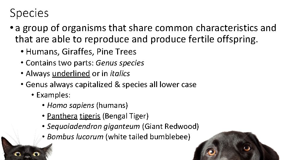 Species • a group of organisms that share common characteristics and that are able