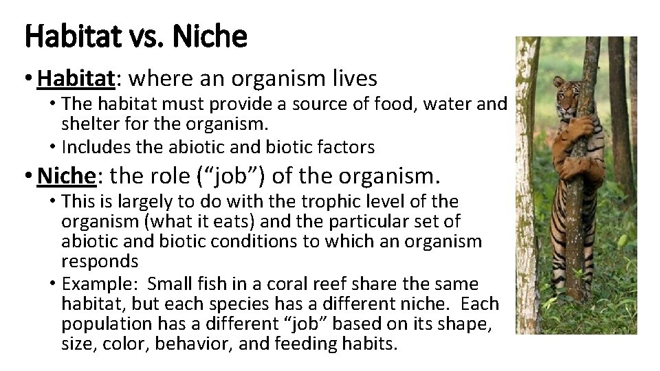 Habitat vs. Niche • Habitat: where an organism lives • The habitat must provide