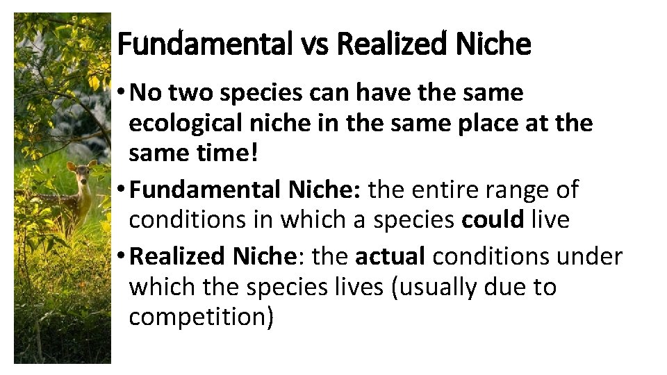 Fundamental vs Realized Niche • No two species can have the same ecological niche