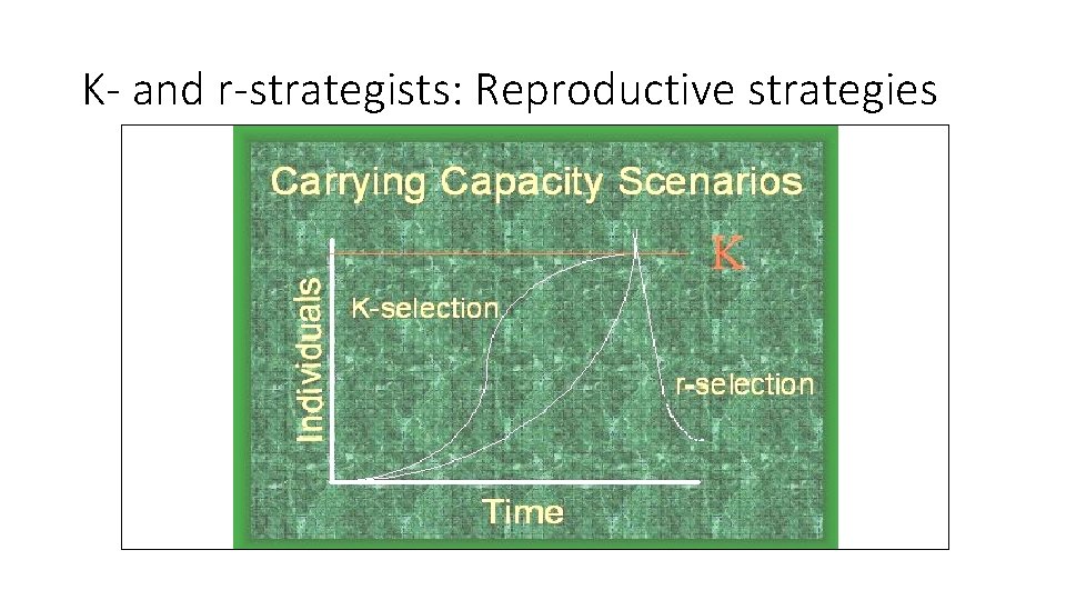 K- and r-strategists: Reproductive strategies 