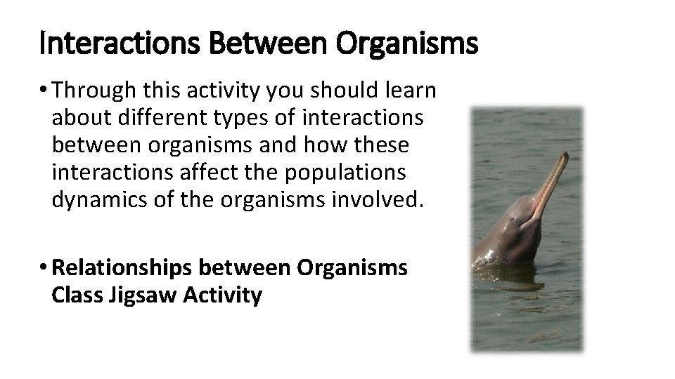 Interactions Between Organisms • Through this activity you should learn about different types of