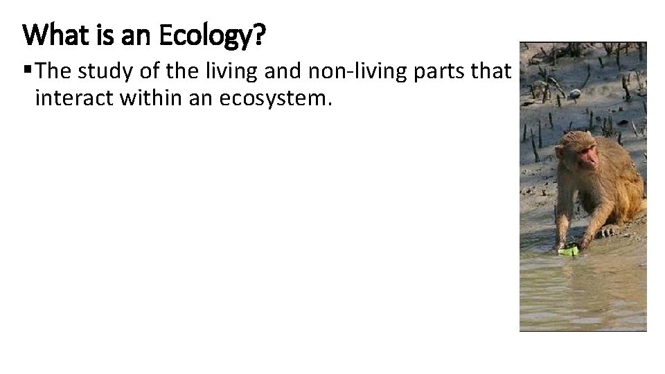 What is an Ecology? § The study of the living and non-living parts that