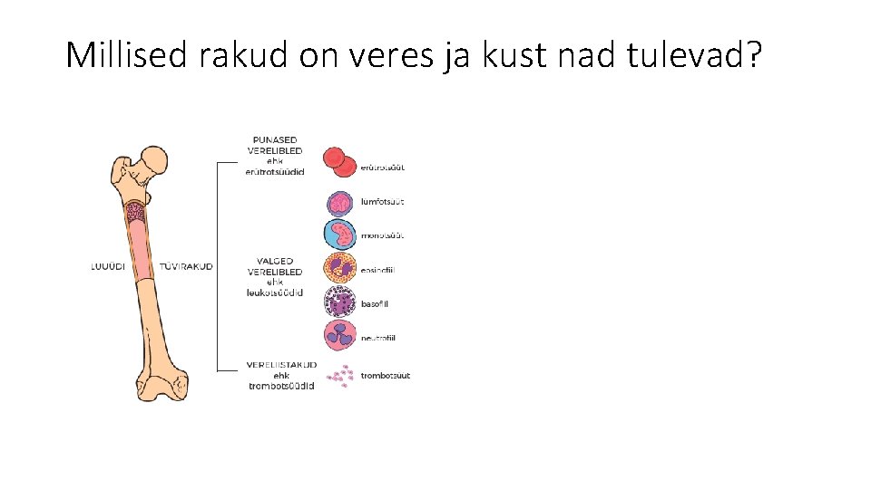 Millised rakud on veres ja kust nad tulevad? 