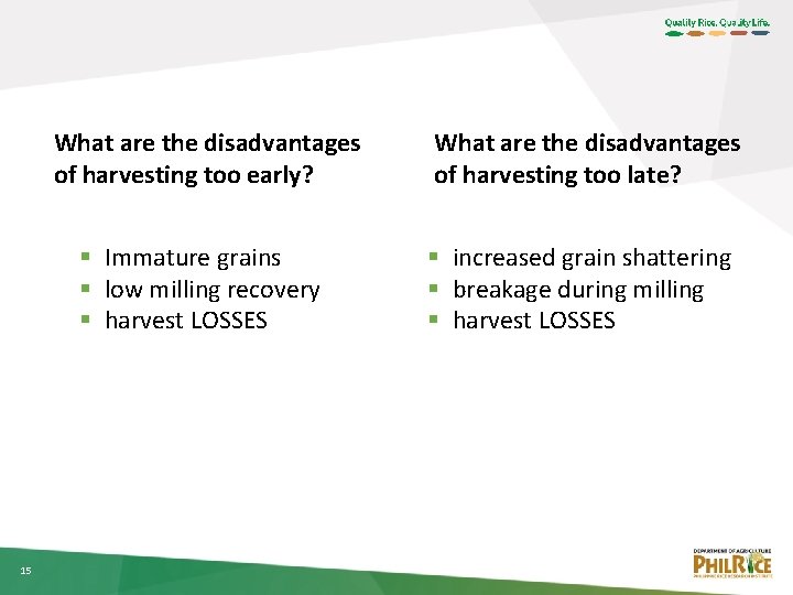 What are the disadvantages of harvesting too early? § Immature grains § low milling