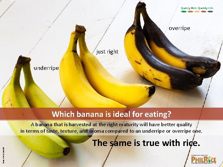 overripe just right underripe Which banana is ideal for eating? https: //bit. ly/2 Reo.