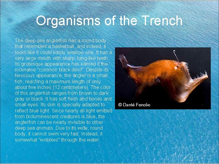 Organisms of the Trench The deep sea anglerfish has a round body that resembles