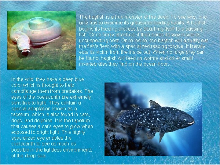 The hagfish is a true monster of the deep. To see why, one only