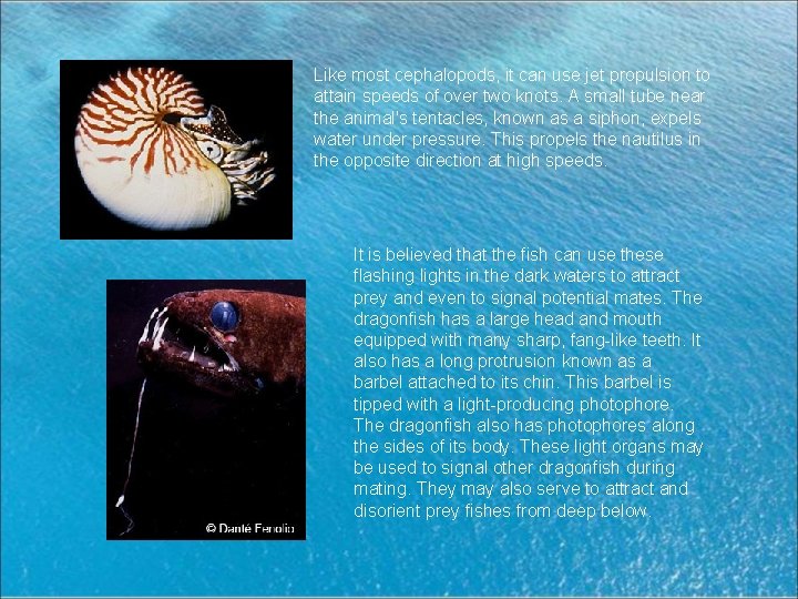 Like most cephalopods, it can use jet propulsion to attain speeds of over two