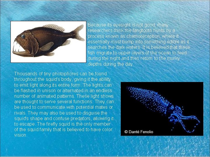 Because its eyesight is not good, many researchers think the fangtooth hunts by a