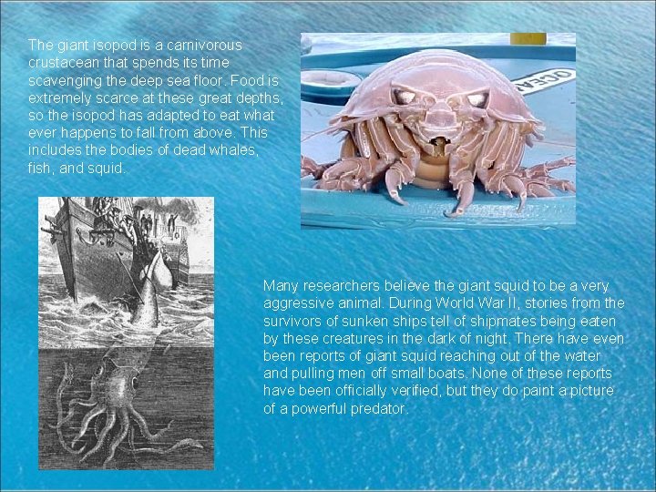 The giant isopod is a carnivorous crustacean that spends its time scavenging the deep