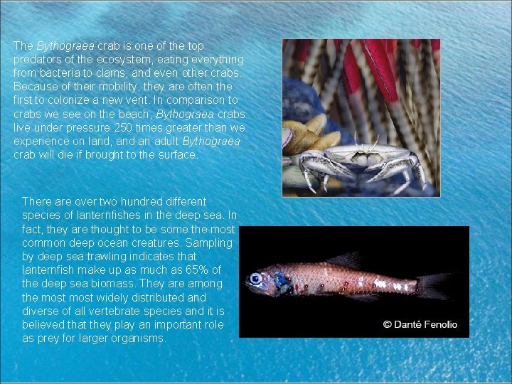 The Bythograea crab is one of the top predators of the ecosystem, eating everything