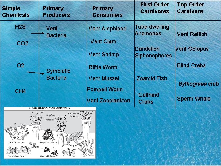 Simple Chemicals H 2 S Primary Producers Primary Consumers Vent Bacteria Vent Amphipod Vent