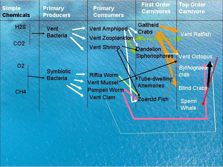 Simple Chemicals H 2 S Primary Producers Primary Consumers Vent Bacteria Vent Amphipod CO