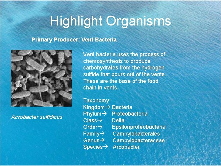 Highlight Organisms Primary Producer: Vent Bacteria Vent bacteria uses the process of chemosynthesis to