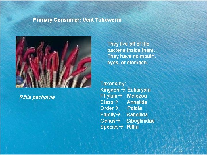 Primary Consumer: Vent Tubeworm They live off of the bacteria inside them. They have