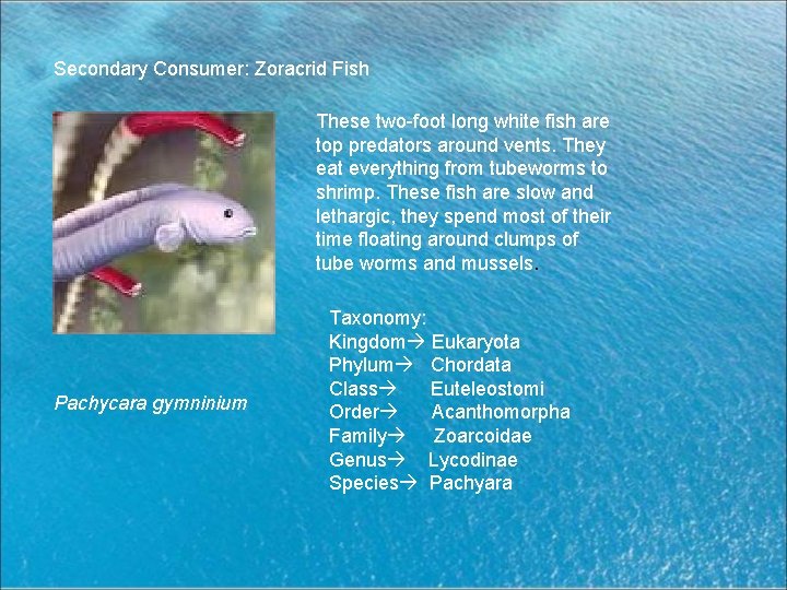 Secondary Consumer: Zoracrid Fish These two-foot long white fish are top predators around vents.