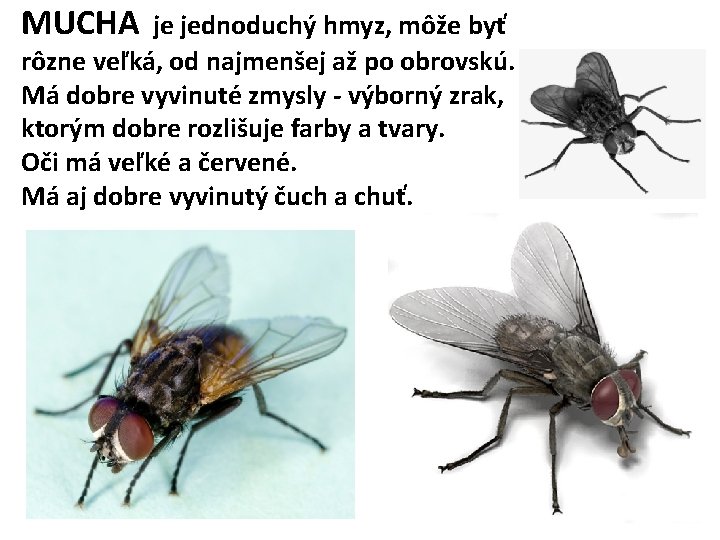 MUCHA je jednoduchý hmyz, môže byť rôzne veľká, od najmenšej až po obrovskú. Má