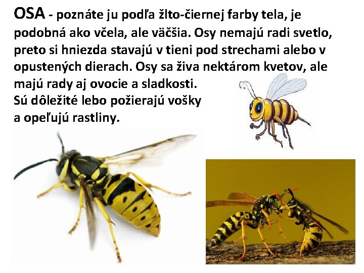 OSA - poznáte ju podľa žlto-čiernej farby tela, je podobná ako včela, ale väčšia.