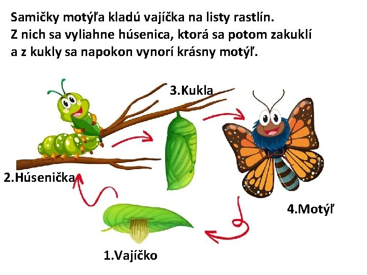 Samičky motýľa kladú vajíčka na listy rastlín. Z nich sa vyliahne húsenica, ktorá sa