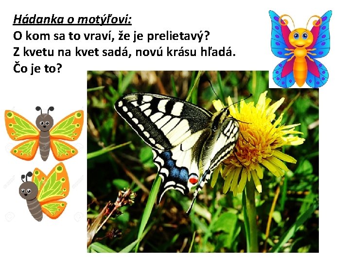 Hádanka o motýľovi: O kom sa to vraví, že je prelietavý? Z kvetu na